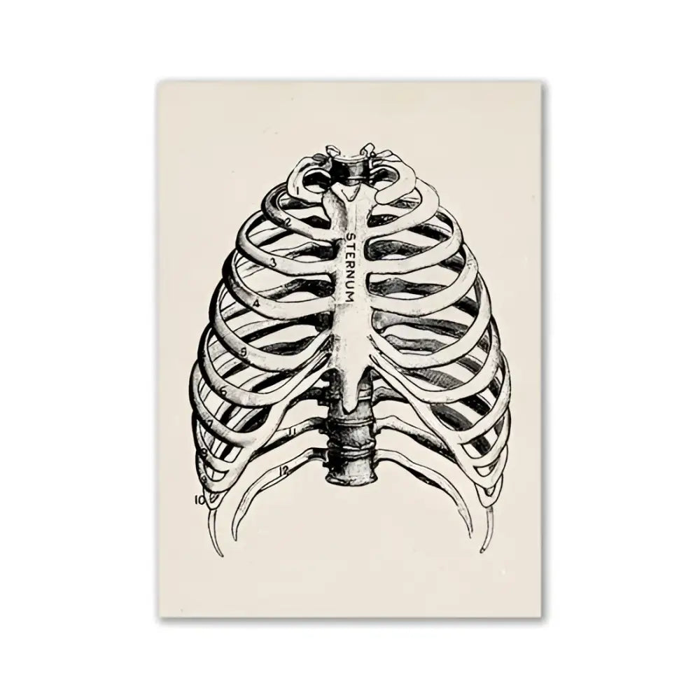 Vintage human anatomy skull art print bedroom ink illustration