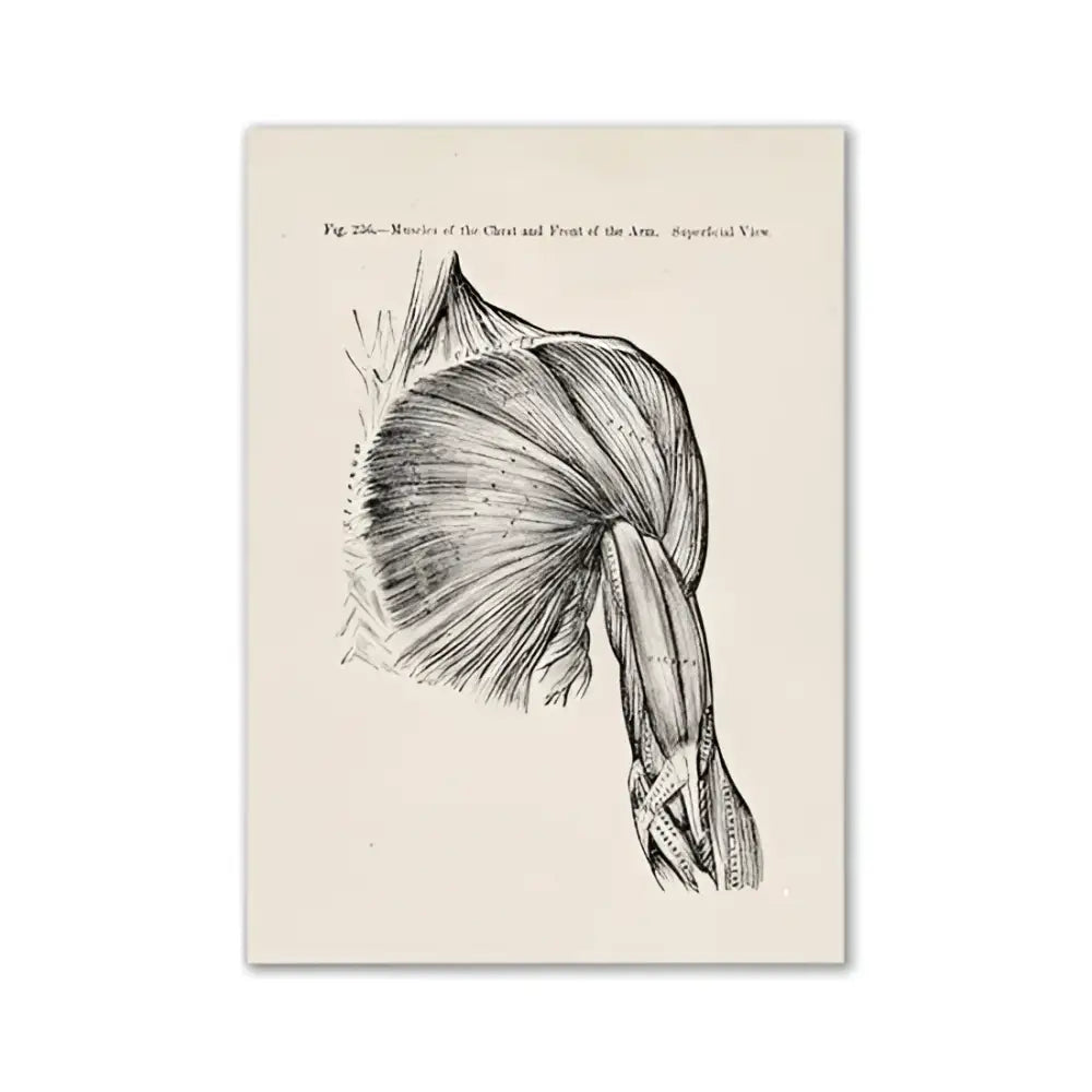 Vintage human anatomy skull art print bedroom ink illustration
