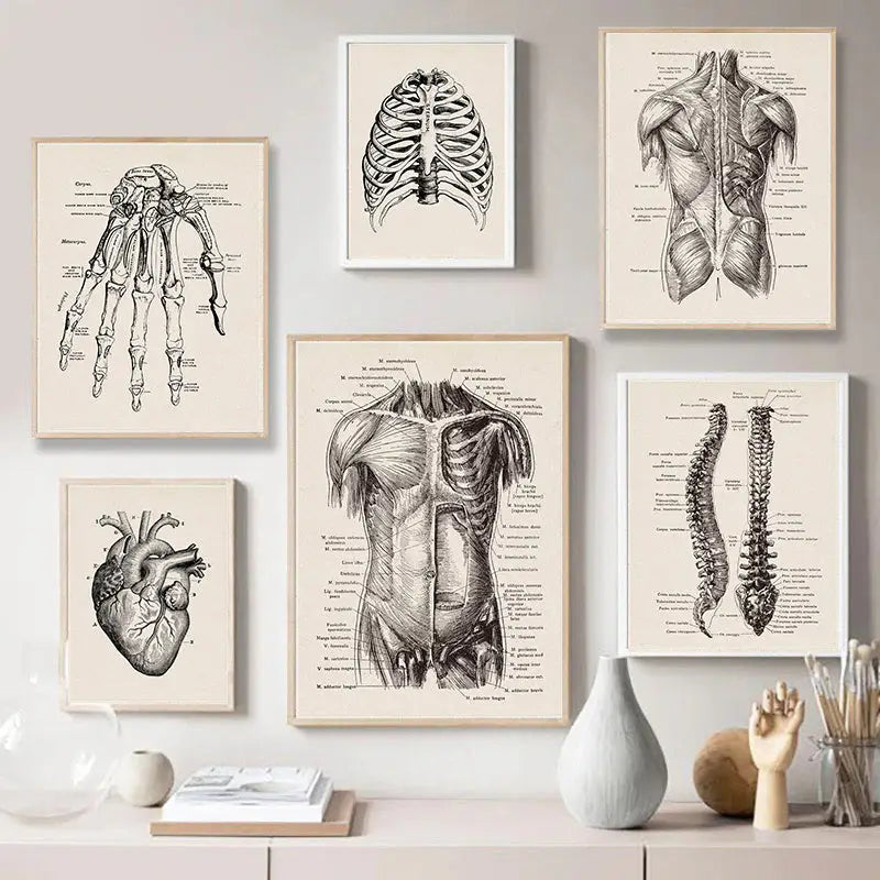 Vintage human anatomy skull art print bedroom ink illustration