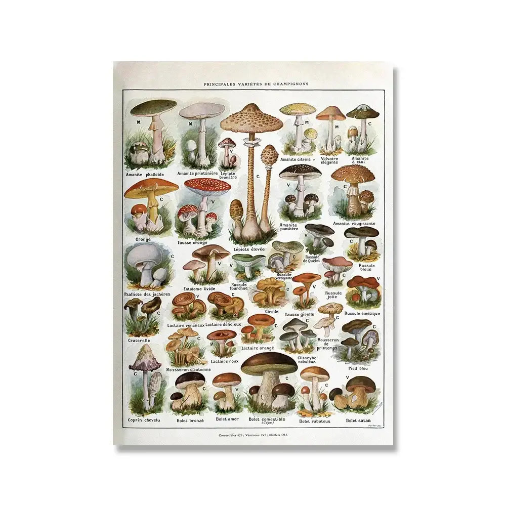 Adolphe millot encyclopedia botanical framed wall art living room decor