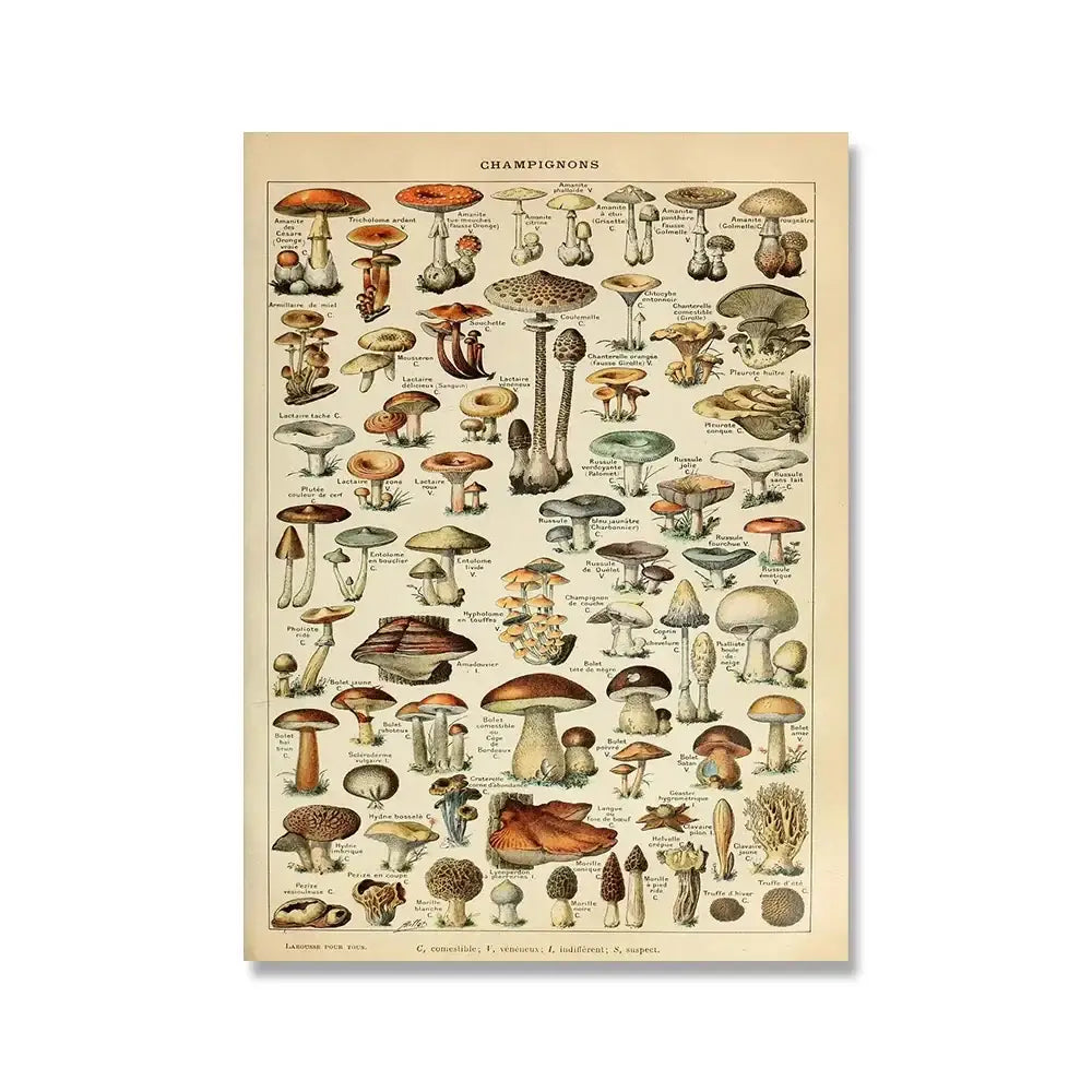 Adolphe millot encyclopedia botanical framed wall art living room decor