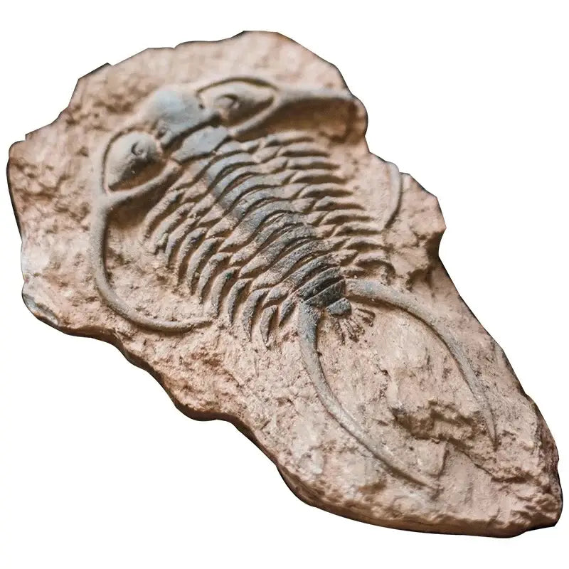 Decorbites fossil series art refrigerator stickers kitchen decor