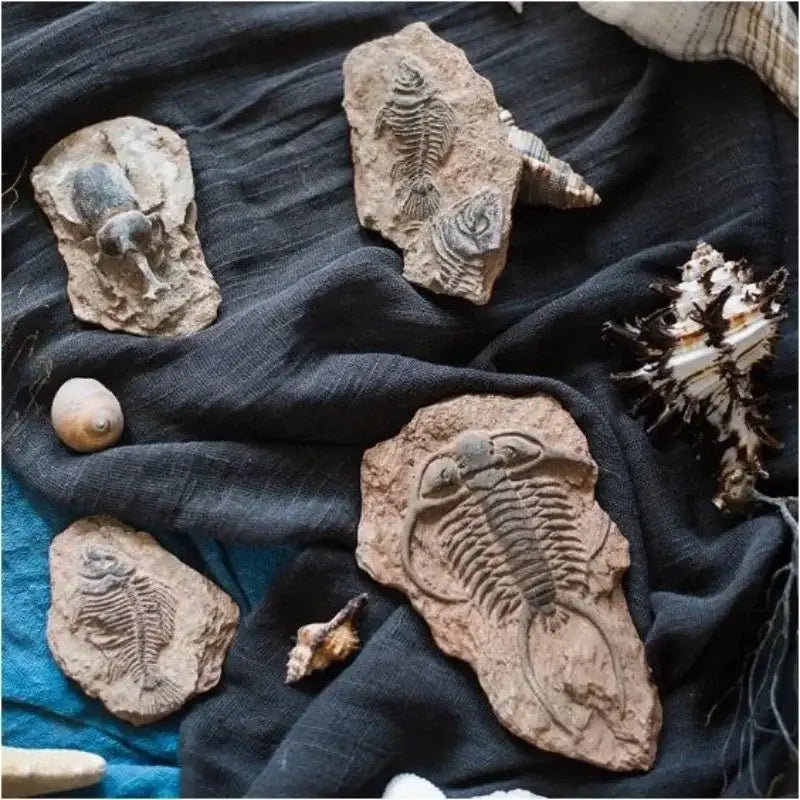 Decorbites fossil series art refrigerator stickers kitchen decor