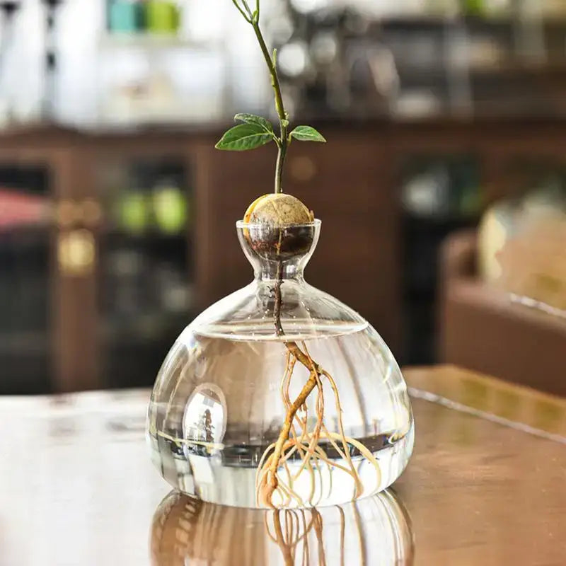 Clear glass avocado seed starter vase kitchen root grower