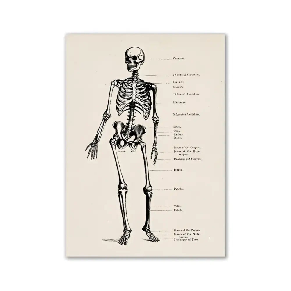 Vintage beige human digestive system anatomy artwork – kitchen wall art