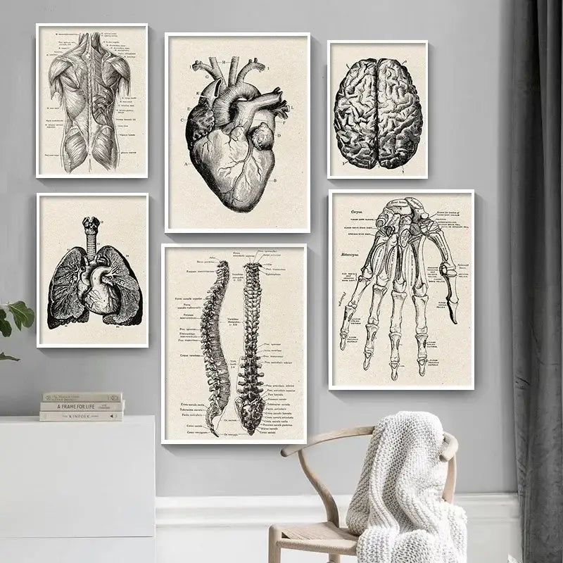 Vintage beige human digestive system anatomy artwork – kitchen wall art