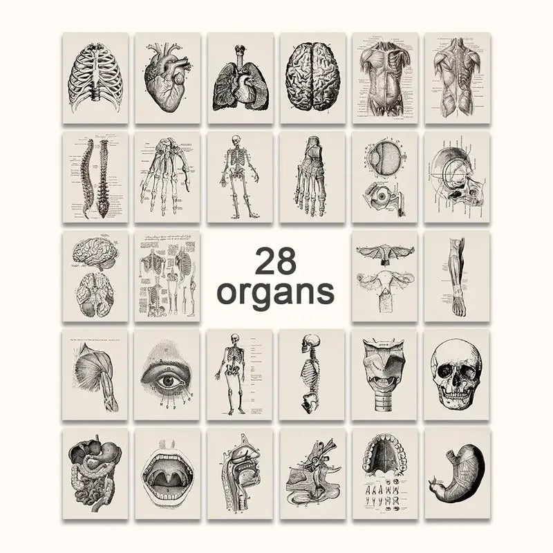 Vintage human anatomy reproductive system canvas print bedroom wall art