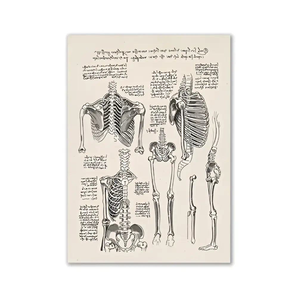 Vintage human anatomy back muscle canvas print for study or bedroom