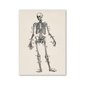 Vintage human anatomy skeleton canvas print for study or living room