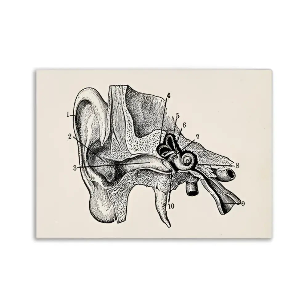 Vintage human anatomy foot skeleton canvas print bedroom wall art