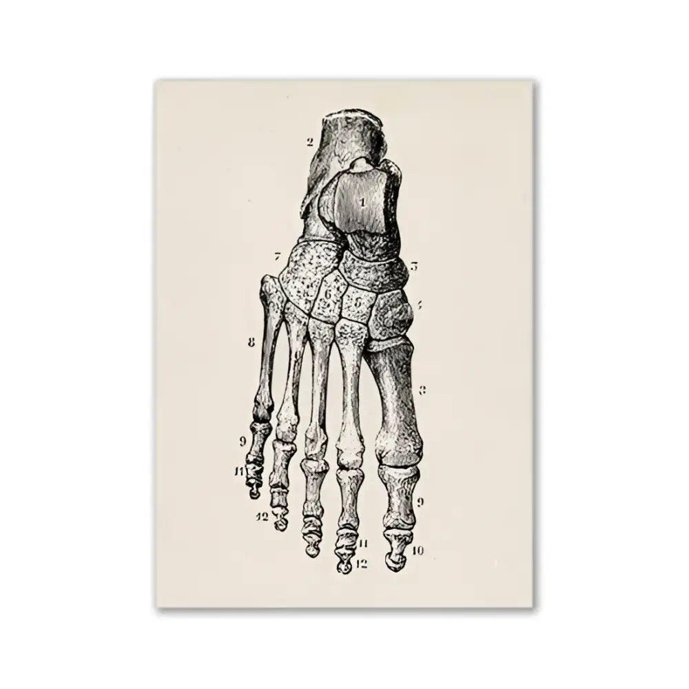 Vintage human anatomy canvas art print for study or living room