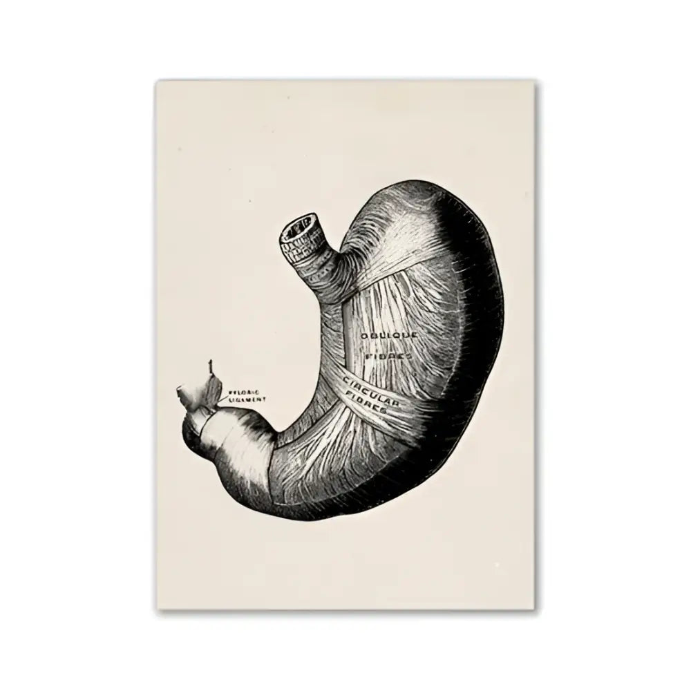Vintage human anatomy ribcage canvas print office wall art