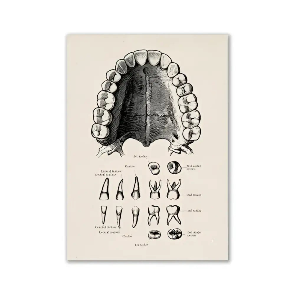 Vintage human anatomy canvas art print for study or living room