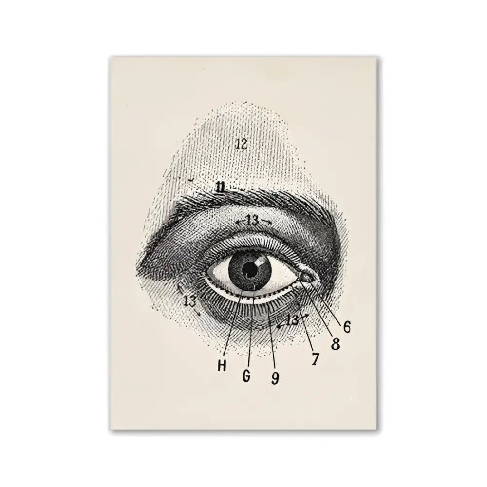 Vintage human anatomy eye diagram print cream office wall art