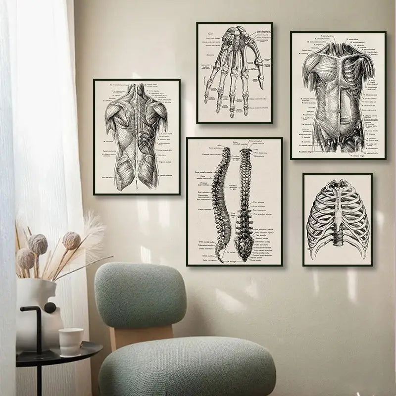 Vintage human anatomy skeleton canvas print for study or living room