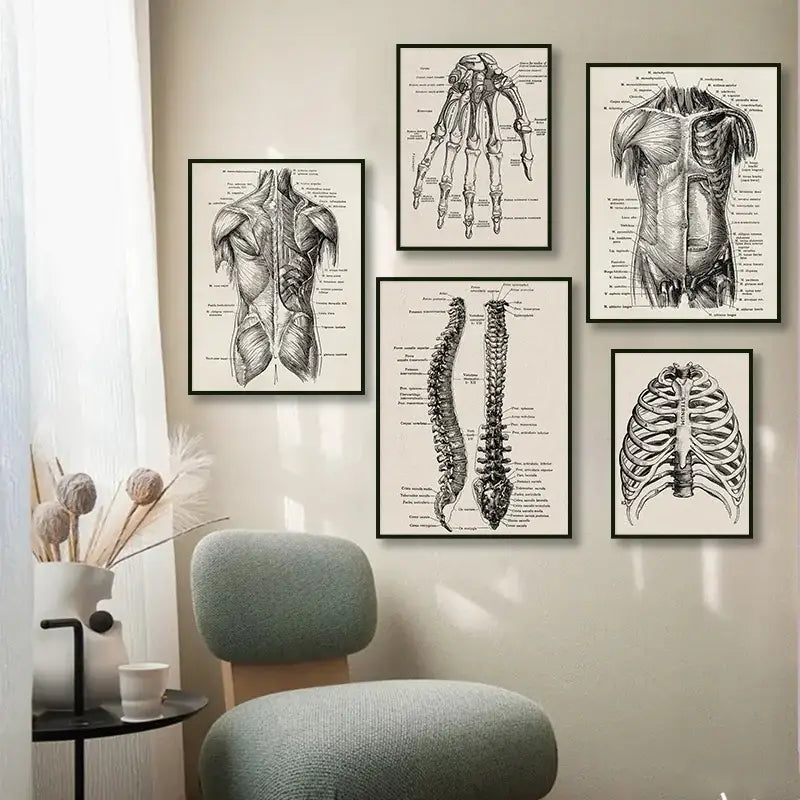 Vintage human anatomy canvas art print for study or living room