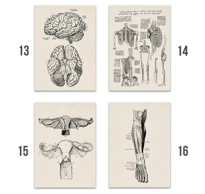 Vintage human anatomy skeleton canvas print for study or living room