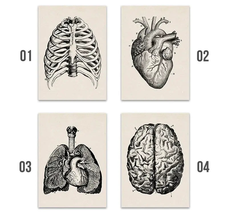 Vintage human anatomy back muscle canvas print for study or bedroom