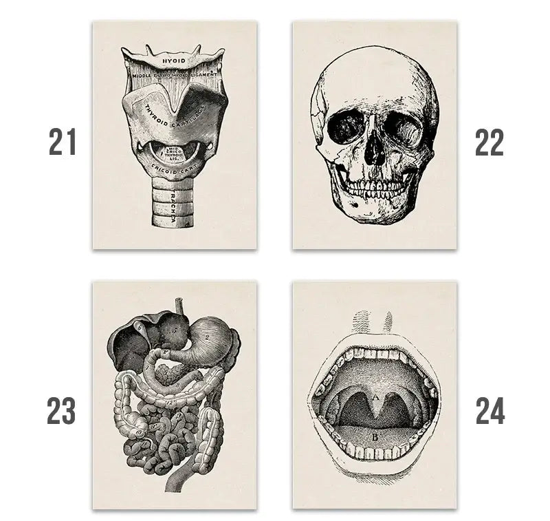 Vintage human anatomy skeleton canvas print for study or living room
