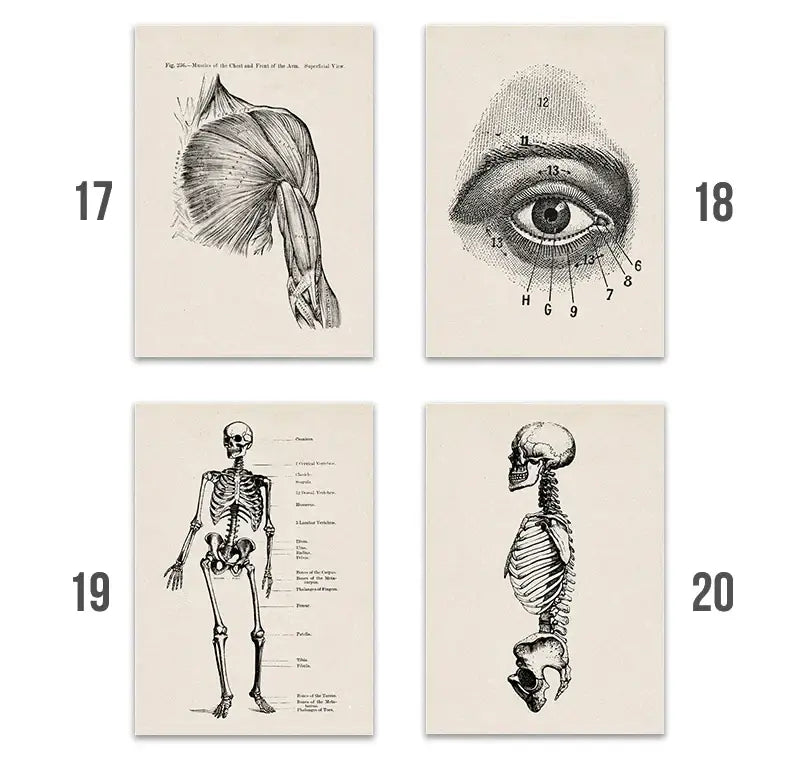 Vintage human anatomy canvas art print for study or living room