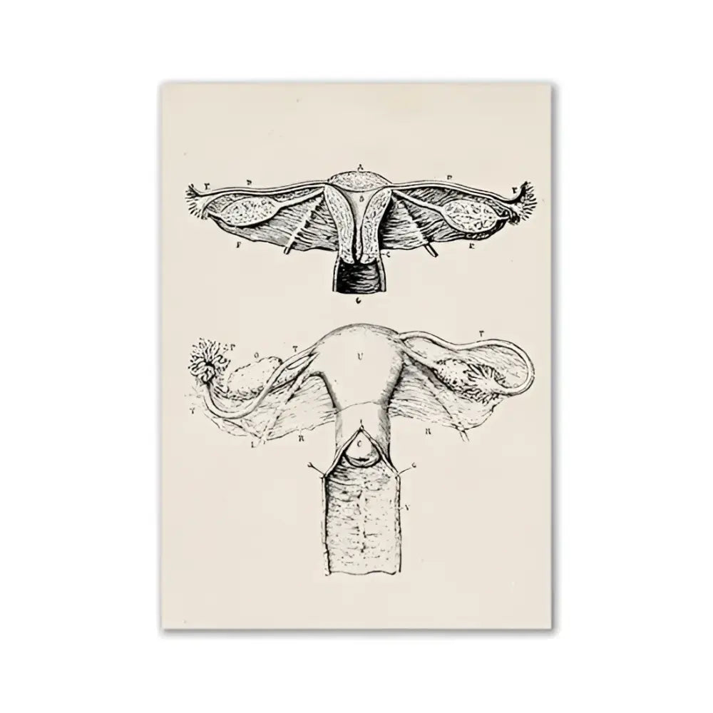 Vintage human anatomy canvas print – bedroom wall art