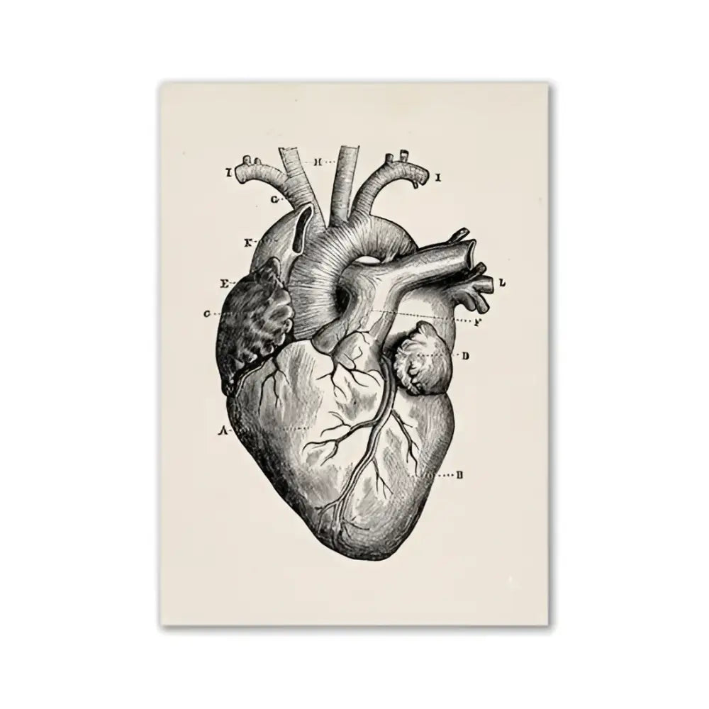 Vintage human anatomy sepia skeleton canvas print for study or bedroom