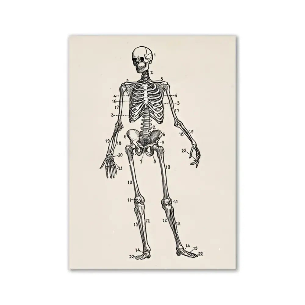 Vintage human anatomy sepia skeleton canvas print for study or bedroom