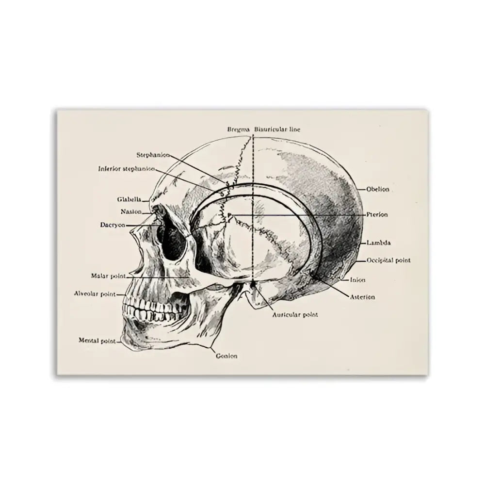 Vintage human anatomy sepia skeleton canvas print for study or bedroom