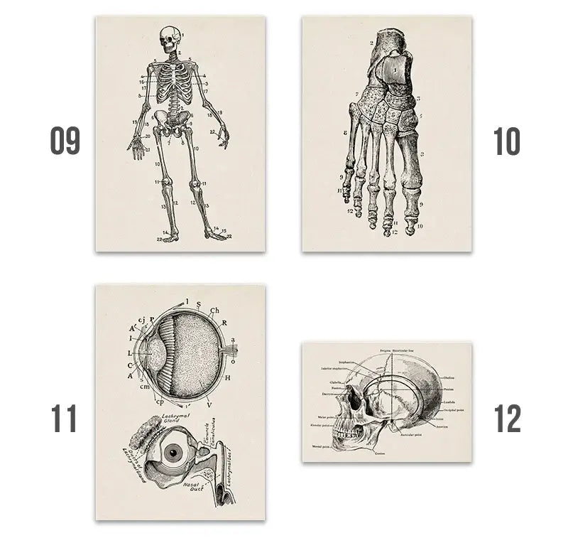 Vintage human anatomy canvas print – bedroom wall art