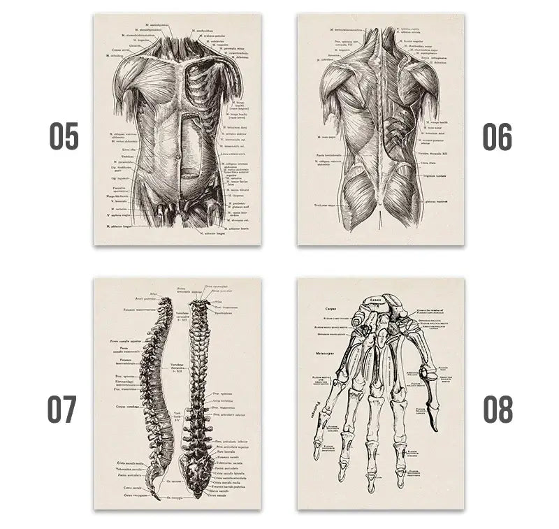 Vintage human anatomy sepia skeleton canvas print for study or bedroom
