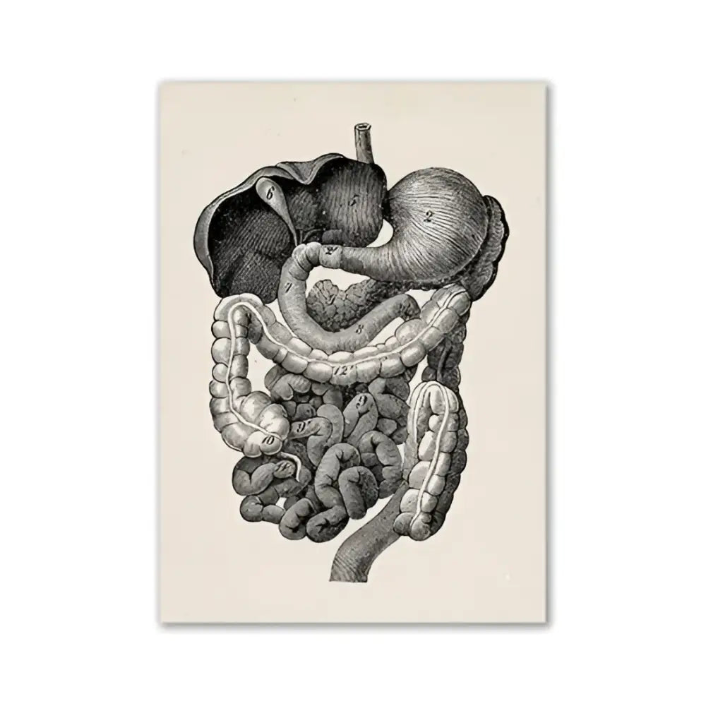 Vintage human anatomy stomach canvas print dining room wall art