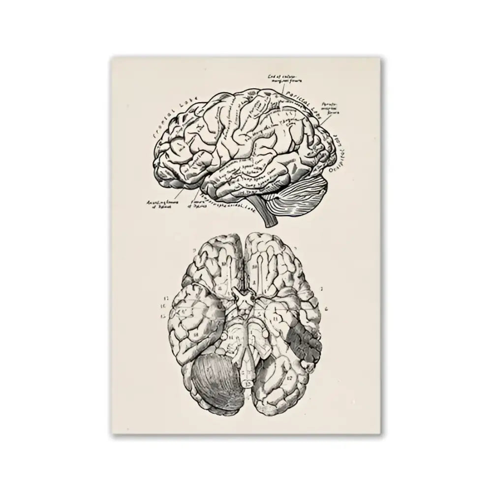 Vintage human anatomy hand skeleton canvas art for study or bedroom