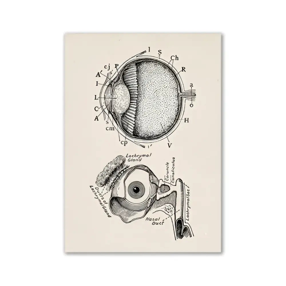 Vintage human anatomy hand skeleton canvas art for study or bedroom