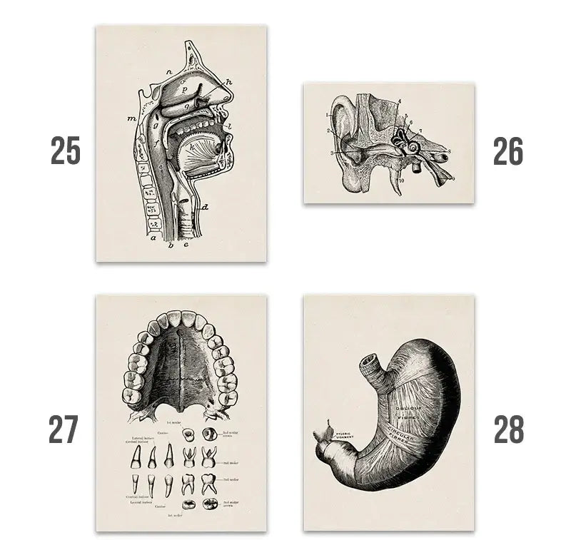 Vintage human anatomy spine canvas print bedroom wall art