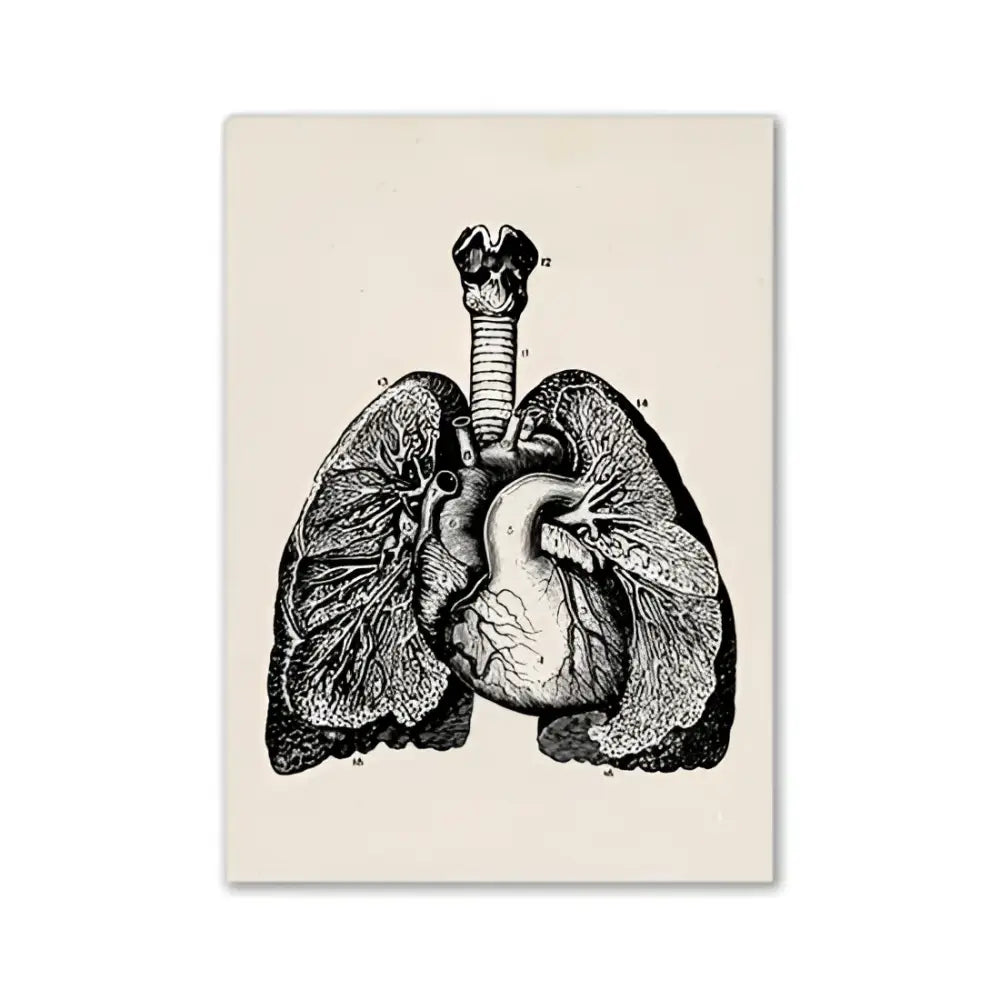 Vintage human anatomy stomach canvas print dining room wall art